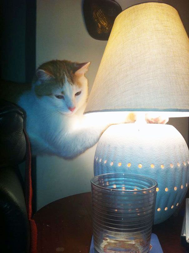 30 chats qui adorent la chaleur | So Busy Girls