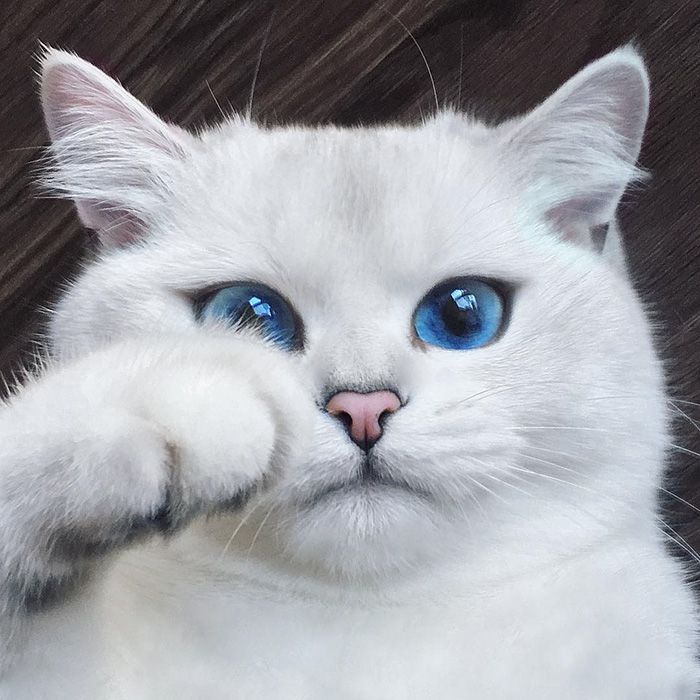 Ce chat a vraiment des yeux sublimes | So Busy Girls
