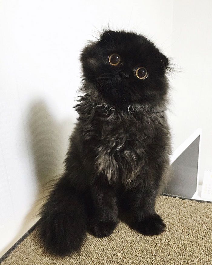 Impossible de ne pas craquer pour Gimo, le chat aux yeux immenses et trop mignons | So Busy Girls