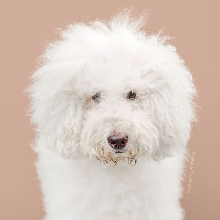 8 photos de chiens avant et après leur passage chez le toiletteur | So Busy Girls