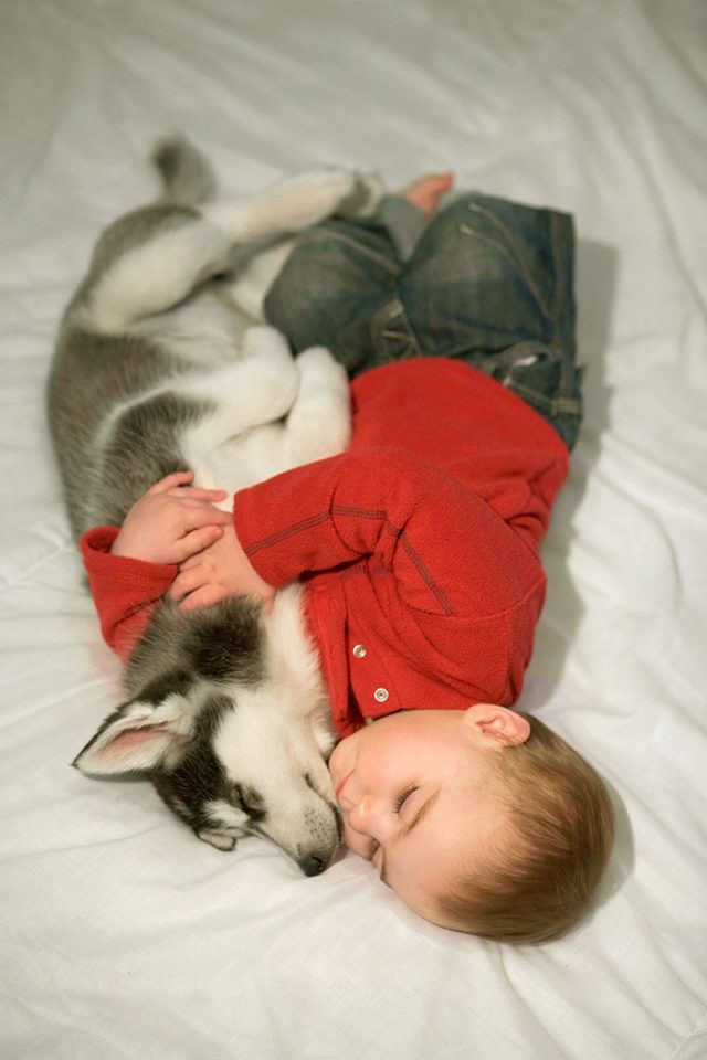 14 photos craquantes qui montrent que les chiens sont plus confortables que des oreillers | So Busy Girls