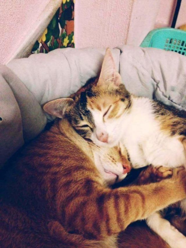Papa chat soutient cette maman chatte qui accouche et l'inonde de câlins | So Busy Girls
