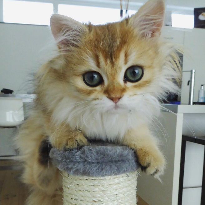 Découvrez Smoothie, le chat le plus photogénique au monde ! | So Busy Girls