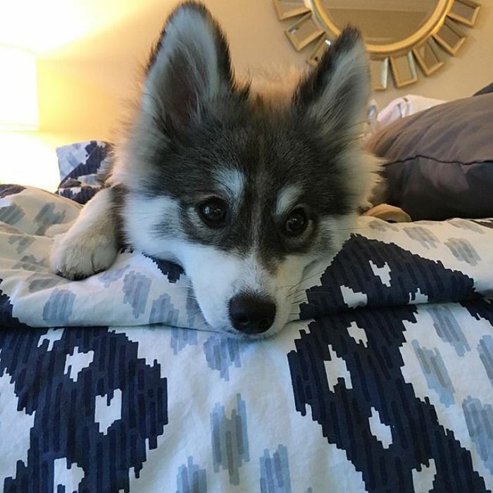 Découvrez Norman, le bébé husky tellement mignon qu'il va vous faire craquer ! | So Busy Girls