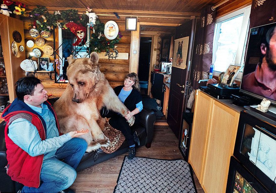 Un couple russe a adopté un ours orphelin il y a 23 ans, et ils vivent toujours tous ensemble ! | So Busy Girls