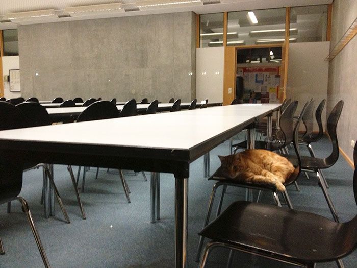 Ce chat vient tous les jours à l'Université pour encourager les étudiants en leur faisant des câlins | So Busy Girls
