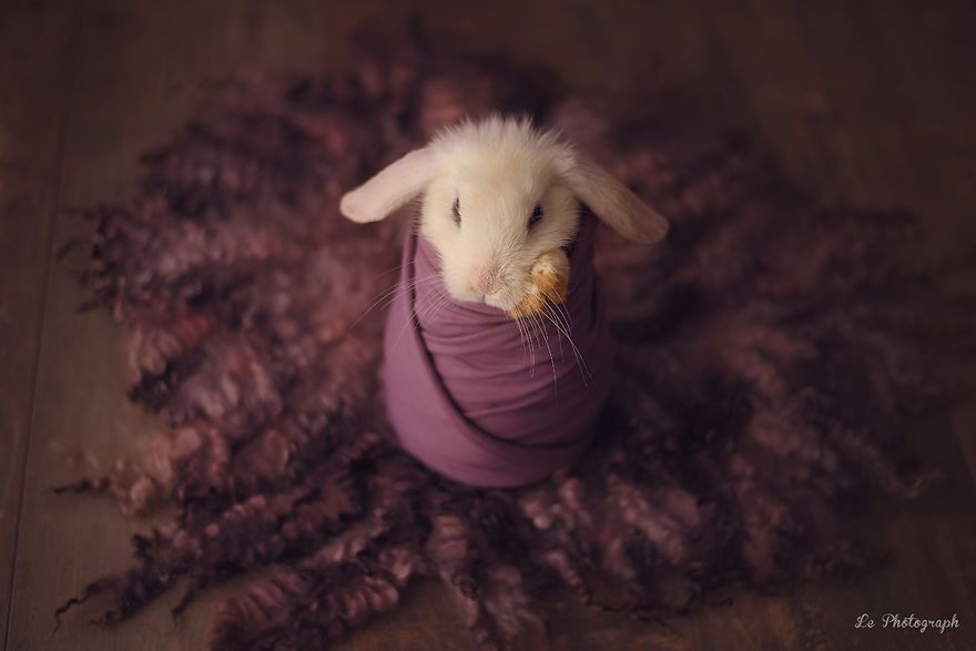 Ce bébé lapin est tellement mignon que vous allez avoir envie de lui faire un câlin | So Busy Girls