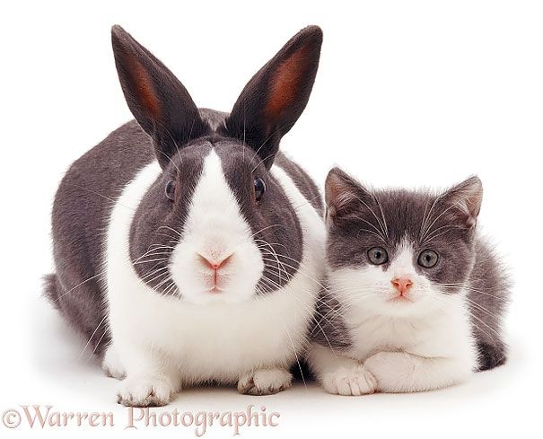 18 animaux qui se ressemblent comme 2 gouttes d'eau ! | So Busy Girls
