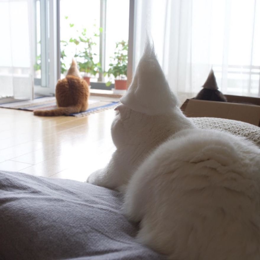 13 chats avec des chapeaux sur la tête faits de leurs propres poils | So Busy Girls