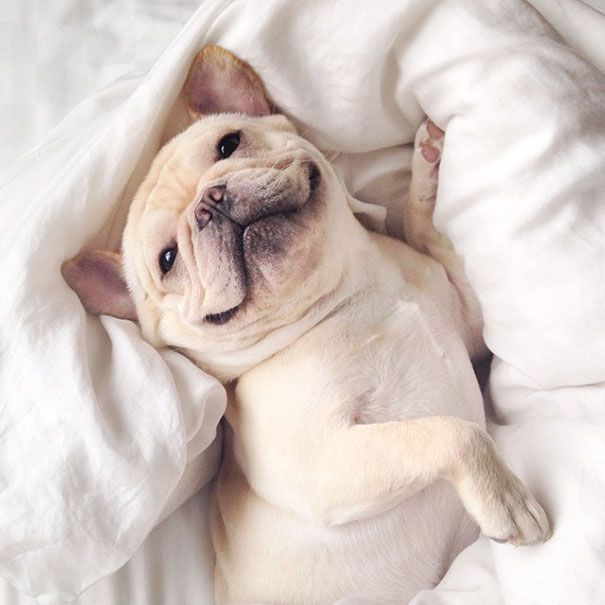 Découvrez Milo, le bulldog narcoleptique qui va vous faire sourire illico ! | So Busy Girls