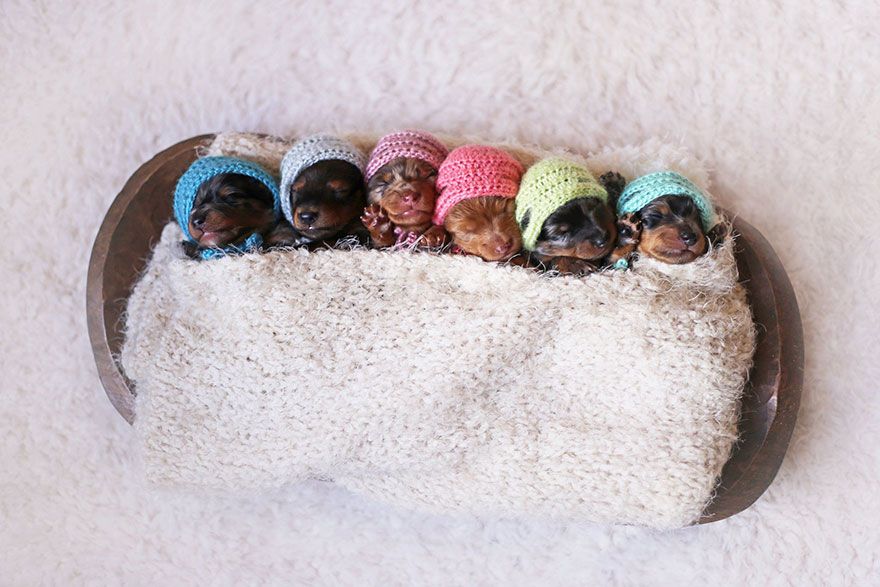Cette maman teckel pose fièrement avec ses 6 petits chiots et le résultat est vraiment chou ! | So Busy Girls