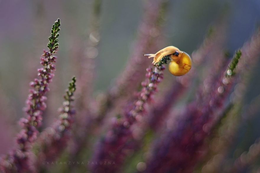 Découvrez le petit monde merveilleux des escargots ! | So Busy Girls
