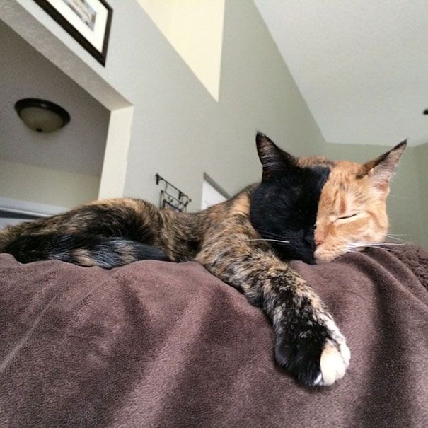 Découvrez Venus, le chat aux 2 visages | So Busy Girls