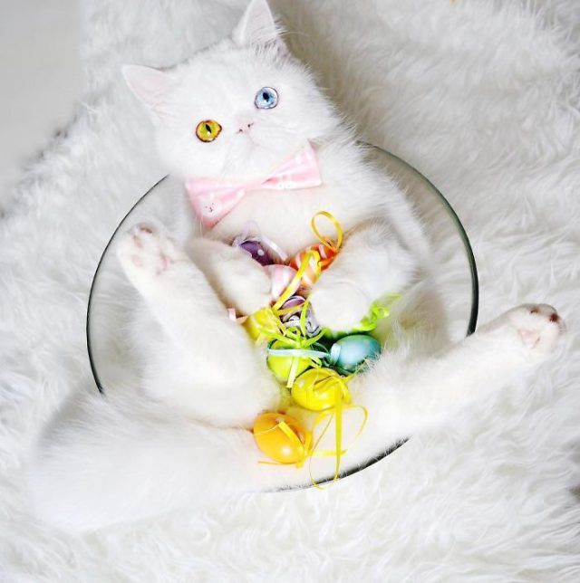 Découvrez Pam Pam, un tout petit chaton avec des yeux vairons qui vous hypnotiseront | So Busy Girls