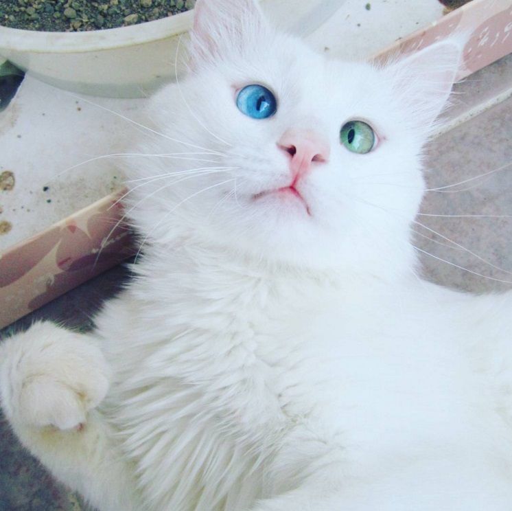Ce chat blanc aux yeux vairons a vraiment un regard hypnotique et magnifique ! | So Busy Girls