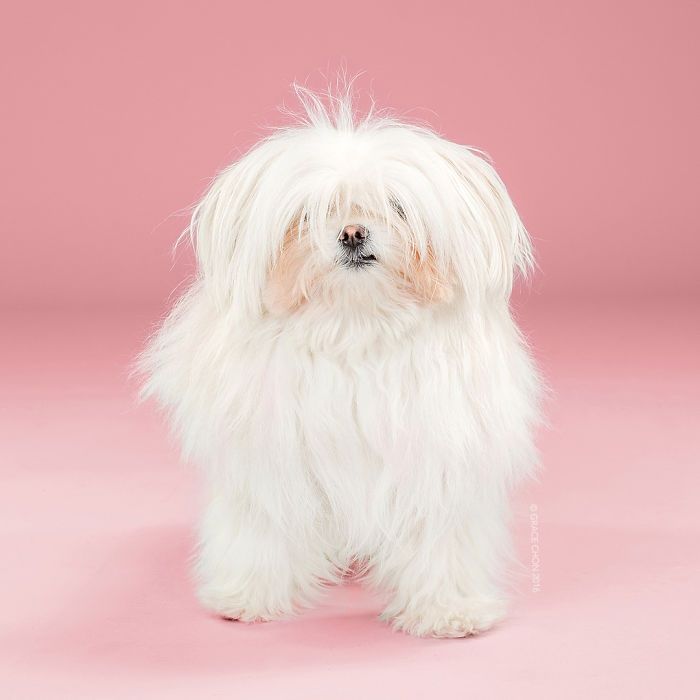 8 photos de chiens avant et après leur passage chez le toiletteur | So Busy Girls