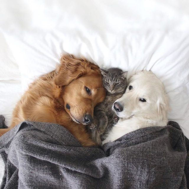 Ces 2 chiens et ce chat sont inséparables et ne se quittent jamais | So Busy Girls