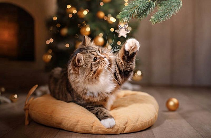 Action vient de sortir un calendrier de l'avent pour les chats à moins de 4€ ! | So Busy Girls