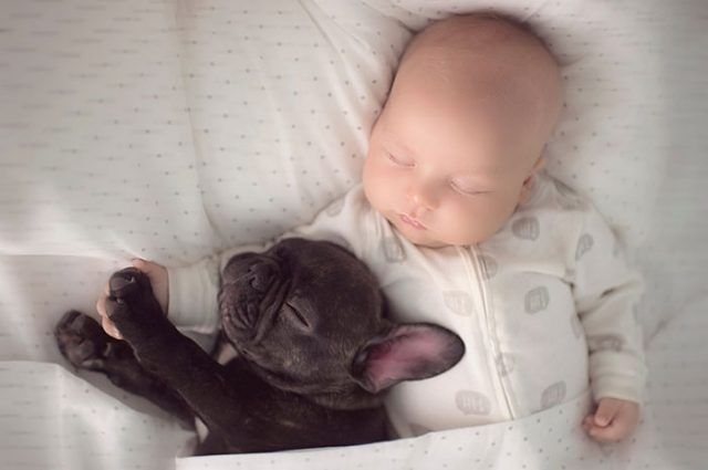 14 photos craquantes qui montrent que les chiens sont plus confortables que des oreillers | So Busy Girls
