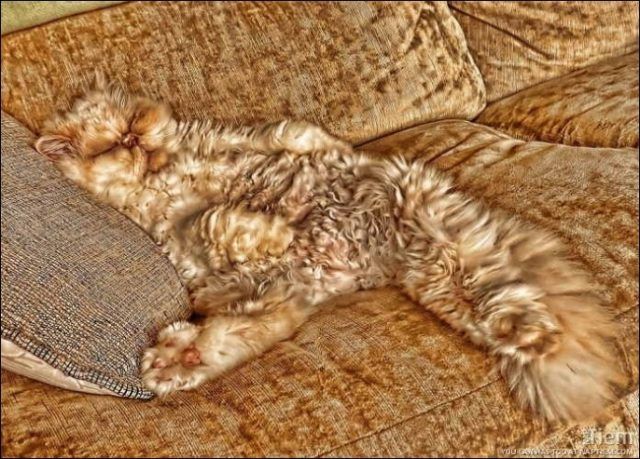 18 animaux persuadés qu’ils sont parfaitement bien cachés | So Busy Girls