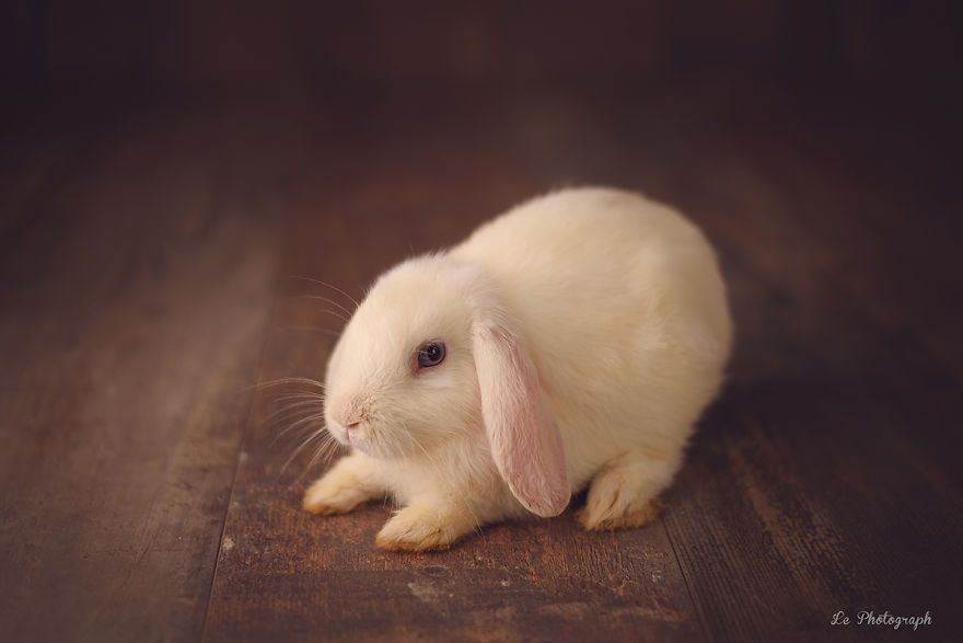 Ce bébé lapin est tellement mignon que vous allez avoir envie de lui faire un câlin | So Busy Girls