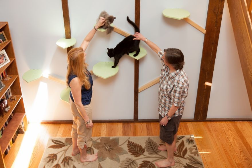 Il transforme une maison pour faire le bonheur de 7 chats | So Busy Girls