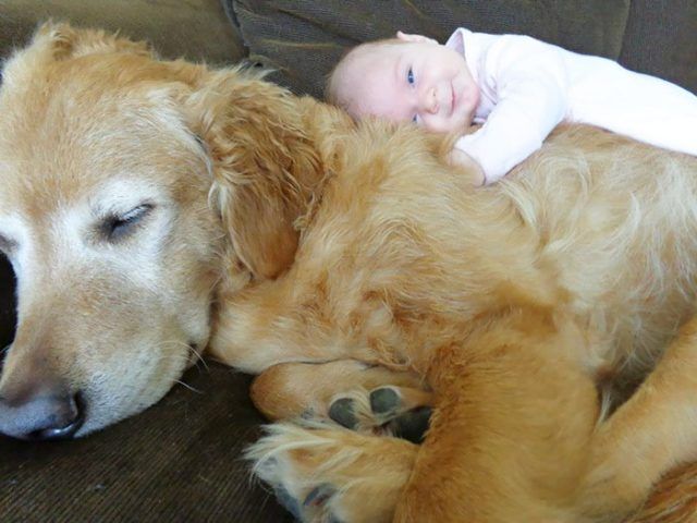 14 photos craquantes qui montrent que les chiens sont plus confortables que des oreillers | So Busy Girls