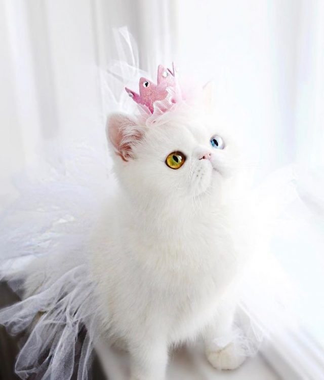 Découvrez Pam Pam, un tout petit chaton avec des yeux vairons qui vous hypnotiseront | So Busy Girls