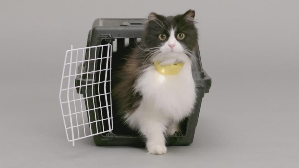 Catterbox, le collier connecté qui traduit les miaulements de votre chat en langage humain | So Busy Girls