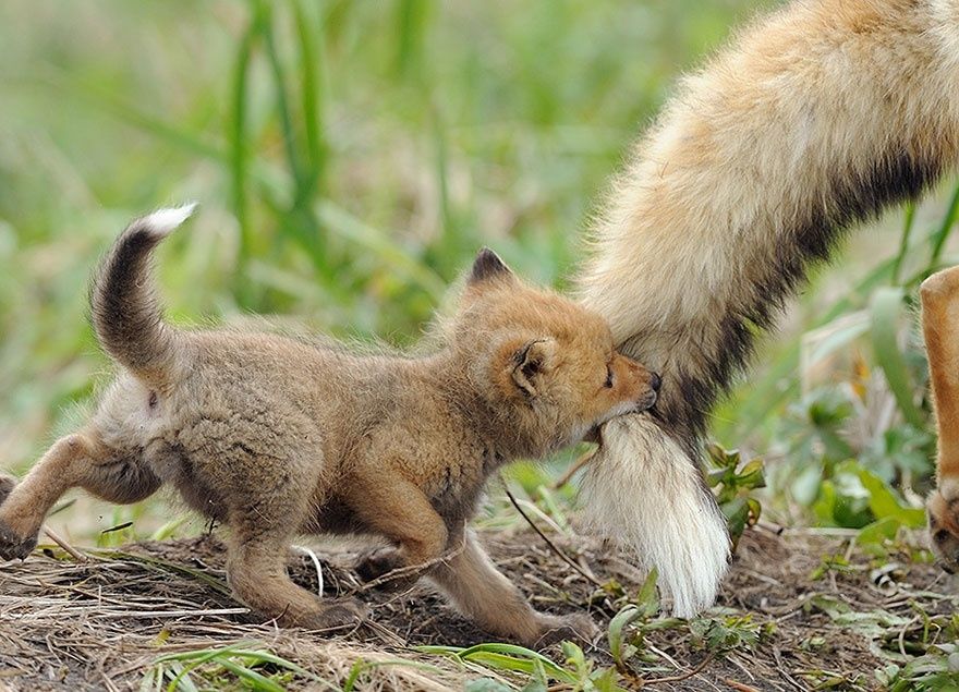 17 animaux adorables qui pourront toujours compter sur l'amour de leur mère | So Busy Girls