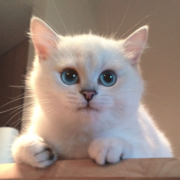 Ce chat a vraiment des yeux sublimes | So Busy Girls