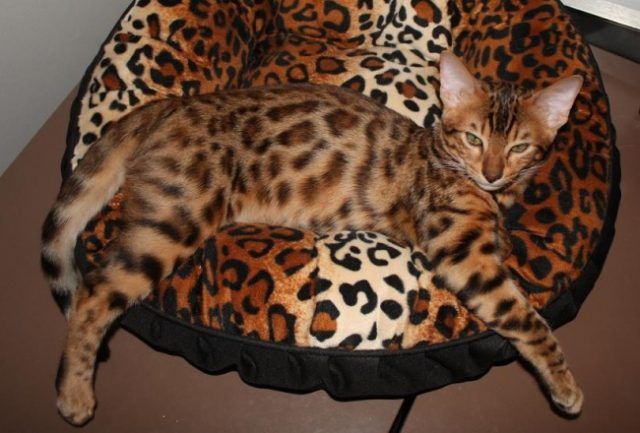18 animaux persuadés qu’ils sont parfaitement bien cachés | So Busy Girls