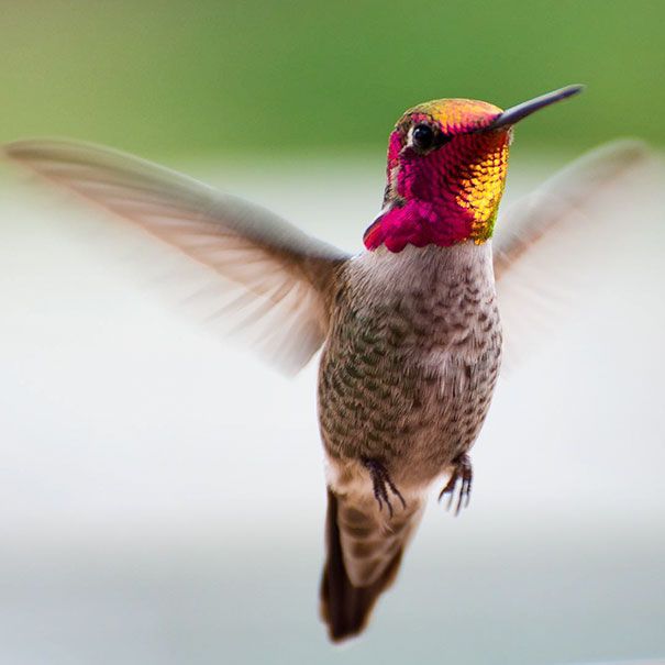 Une amoureuse de la nature capture la beauté des colibris dans son jardin | So Busy Girls