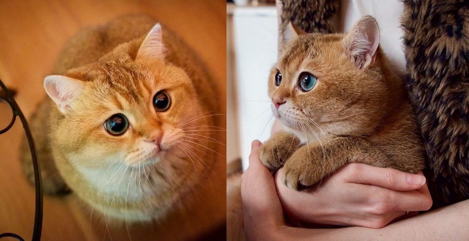 Découvrez Hosico, le Chat botté en chair et en os ! | So Busy Girls