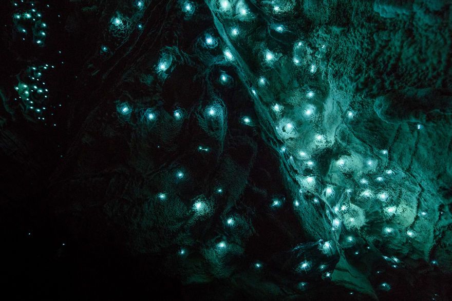Des centaines de vers luisants transforment cette grotte néo-zélandaise en magnifique nuit étoilée | So Busy Girls