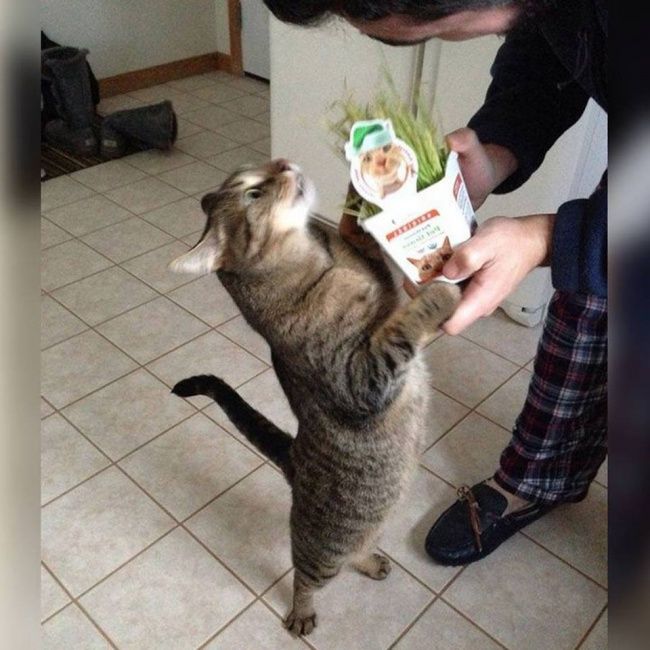 21 photos des plus beaux chats : vous n'allez pas pouvoir leur résister ! | So Busy Girls