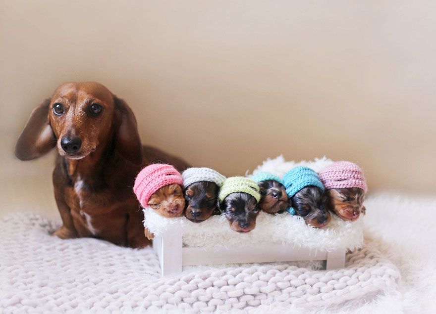 Cette maman teckel pose fièrement avec ses 6 petits chiots et le résultat est vraiment chou ! | So Busy Girls