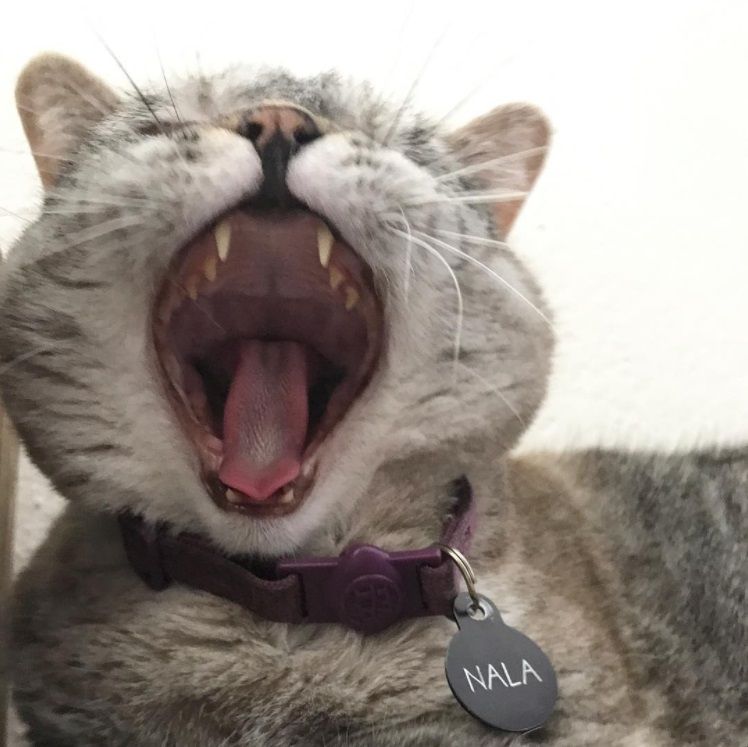 Nala, le chat le plus célèbre d'Instagram, nous fera toujours sourire | So Busy Girls