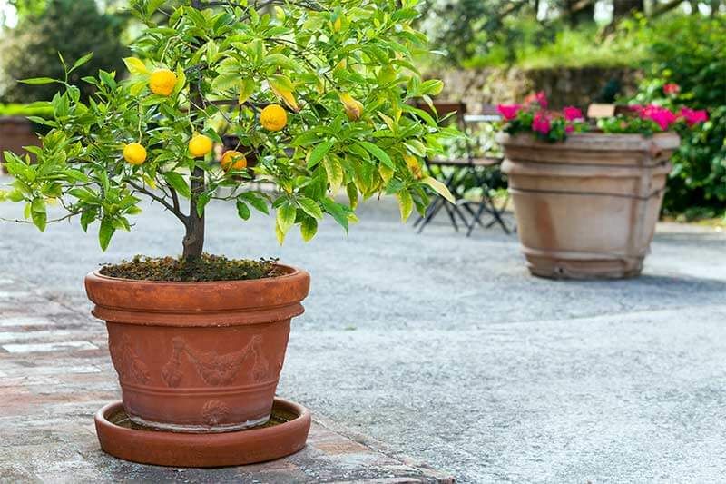 8 astuces pour faire pousser un citronnier ou un oranger | So Busy Girls