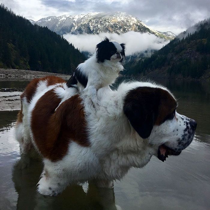 Ce petit chien se fait transporter partout sur le dos ce grand Saint Bernard | So Busy Girls