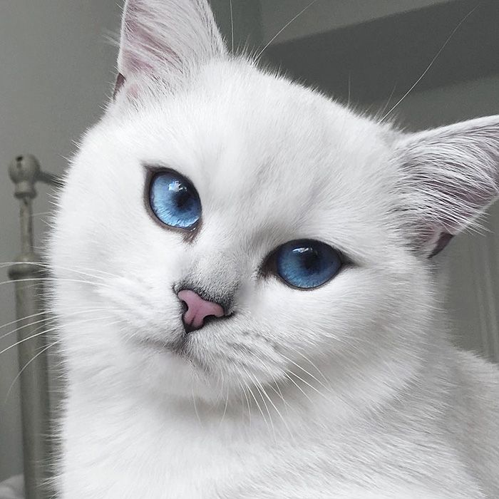 Ce chat a vraiment des yeux sublimes | So Busy Girls