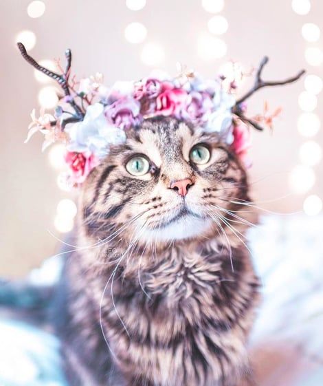 Cette femme prend des photos sublimes de ses chats qui portent des couronnes de fleurs – c'est vraiment trop chou ! | So Busy Girls