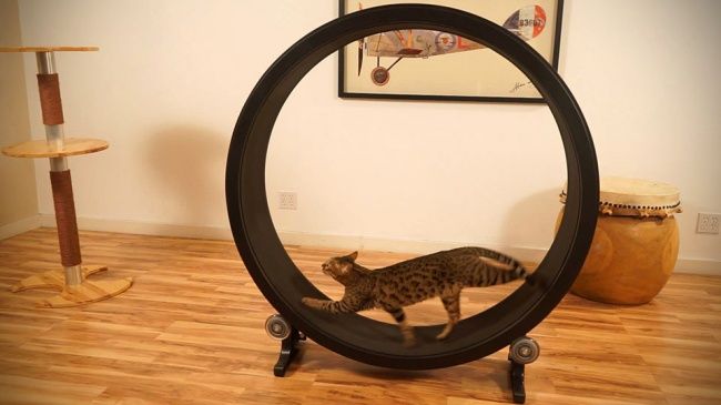 La roue pour que votre chat puisse courir | So Busy Girls
