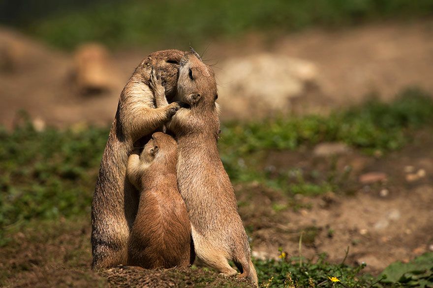 Câlin en famille | So Busy Girls