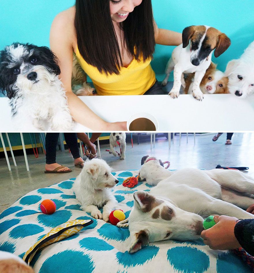 Sirotez votre café au Dog Cafe à Los Angeles aux Etats-Unis, où vous pouvez adopter un chien tout en buvant votre café ! | So Busy Girls