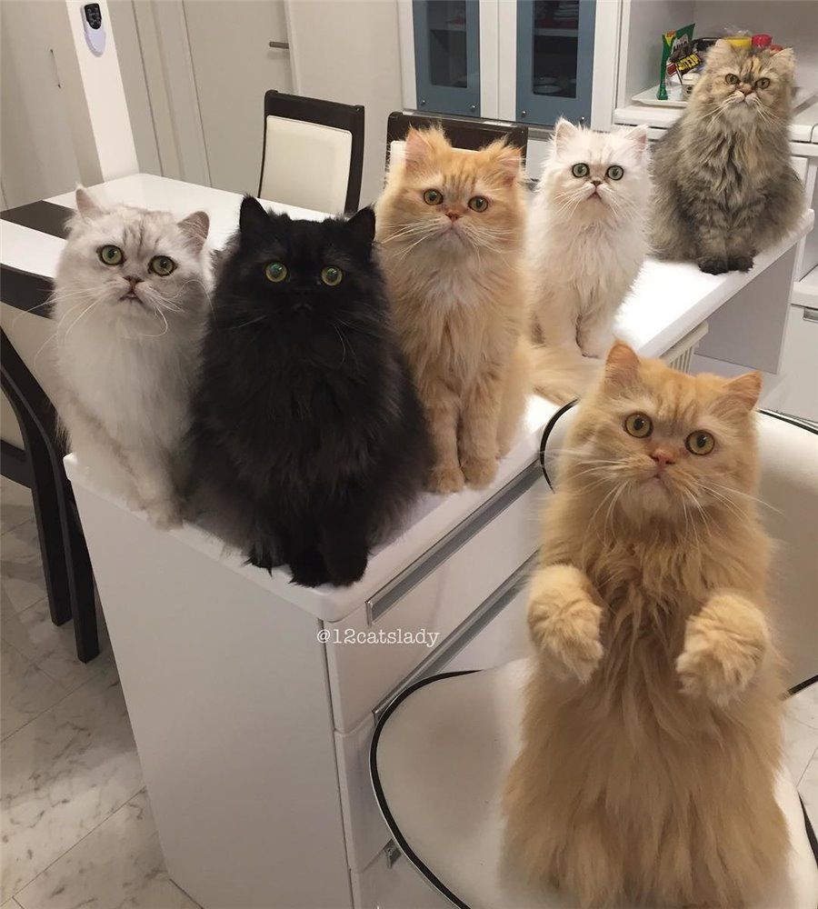 Cette femme aux 12 chats a conquis Instagram avec ses magnifiques chats persans | So Busy Girls