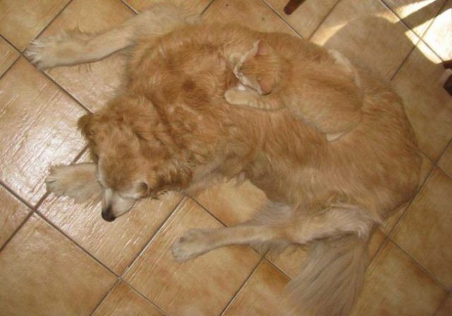 18 animaux persuadés qu’ils sont parfaitement bien cachés | So Busy Girls