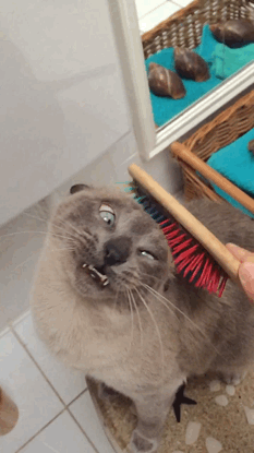 21 photos des plus beaux chats : vous n'allez pas pouvoir leur résister ! | So Busy Girls