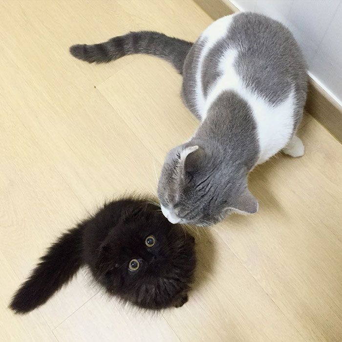 Impossible de ne pas craquer pour Gimo, le chat aux yeux immenses et trop mignons | So Busy Girls