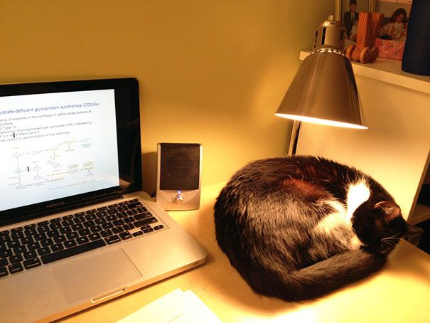 30 chats qui adorent la chaleur | So Busy Girls
